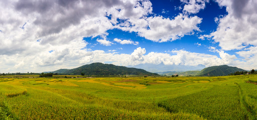 Fototapeta premium Pola ryżowe w północno-zachodnim Wietnamie