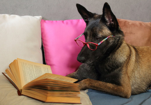 un chien de berger belge malinois lit un livre avec une paire de  lunette sur le museau allong&eacute; sur des coussins en mode cocooning
