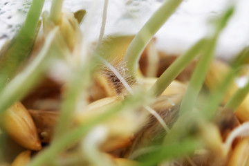 young sprouts of oats sprouted for cats in the winter to improve digestion and as a source of vitamins and enzymes. green grass with drops of dew.