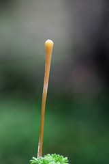 Slender Club, Macrotyphula juncea