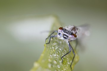 Variable damselfly, variable bluet