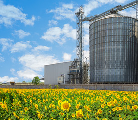 Agricultural Silos - Building Exterior, Storage and drying of grains, wheat, corn, soy, sunflower against the blue sky with sunflower fields.
