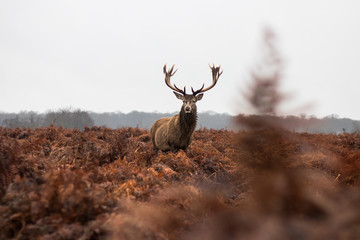 Majestic Deer Stag standing proud within red Fern
