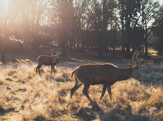 Pair Of Red Deer Stag During Sunrise 