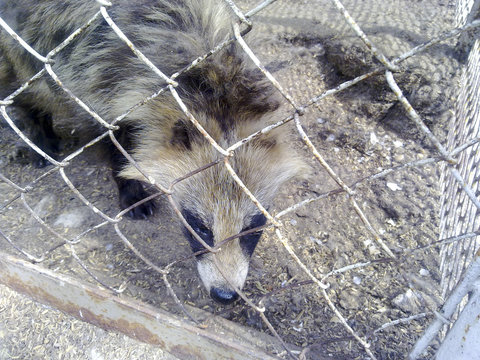 Racoon dogs in captivity