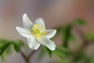 Obraz na płótnie Canvas Wood anemone known also as windflower, thimbleweed and smell fox