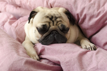 small cute dog breed pug sleeping in master's bed