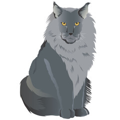 Maine coon cat breed