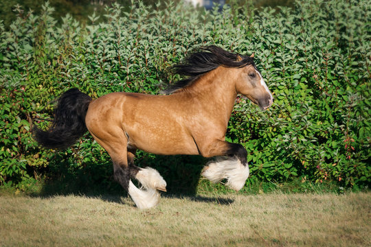 Buckskin horse running gallop outdoors on summer background