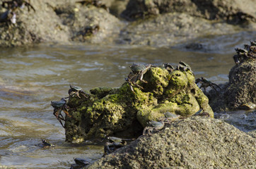 group of lightfoot crabs peer over the edge of a rock formation along the Pangkor Island, Malaysia