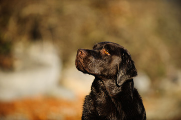 Chocolate Labrador Retriever dog outdoor portrait