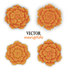 Set of orange marigolds
