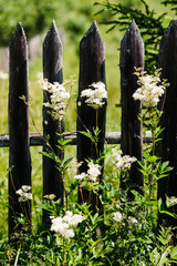 Weed against the old wooden fence