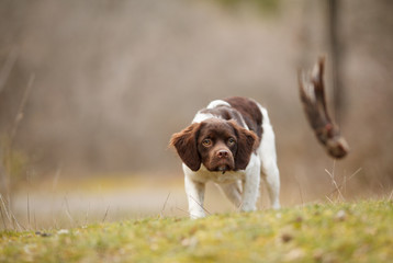 hunting dog epagneul breton on the hunt in a beautiful forest