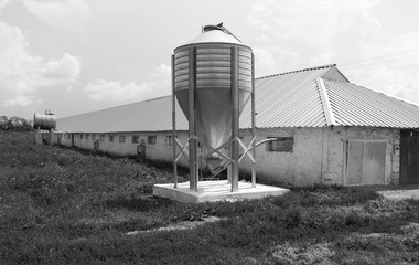 Chicken farm with four grain storage silos for the storage of poultry feed © kharhan