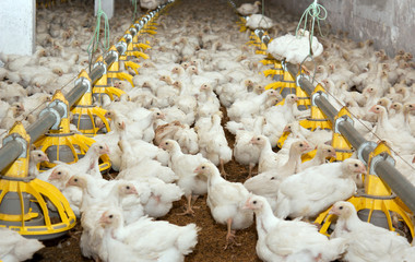 White chickens at the poultry farm. The production of white meat - 192467445