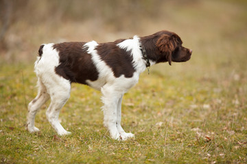 hunting dog epagneul breton on the hunt in a beautiful forest
