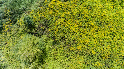 Green grass summer meadow with bush drone view from above