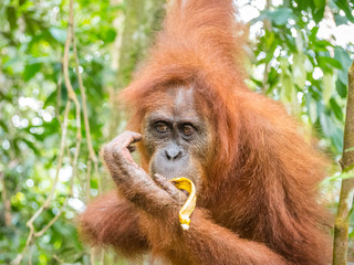 Obraz premium Orangutan in Bukit Lawang eating banana. North Sumatra is the best place to see wild Orangutans in Indonesia.