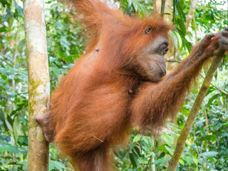 Orangutan in Bukit Lawang climbing a tree. North Sumatra is the best place to see wild Orangutans...