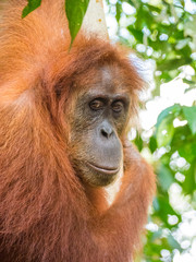 Portrait of Orangutan in Bukit Lawang in a tree. North Sumatra is the best place to see wild Orangutans in Indonesia.