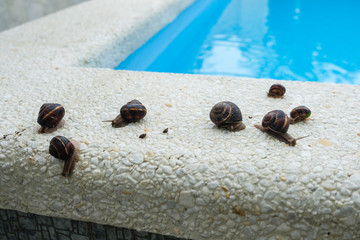 Nine snails crawling along the edge of the pool after the rain.