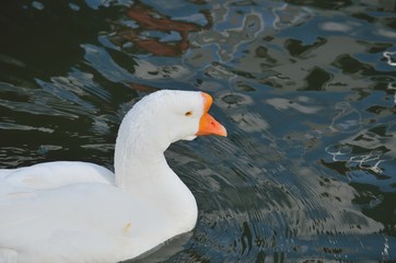 大津港のガチョウ