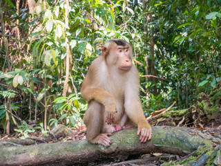 Macaca nemestrina in Bukit Lawang, Indonesia. The southern pig-tailed macaque (Macaca nemestrina) can be found in Thailand, Malaysia, and Indonesia