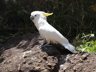 White Cockatoo