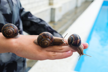 Close-up three snails on child's hand.