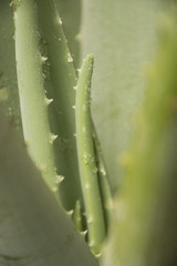 aloe vera plant
