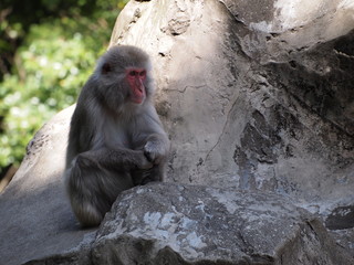 Macaque in Tokyo Zoo Japan