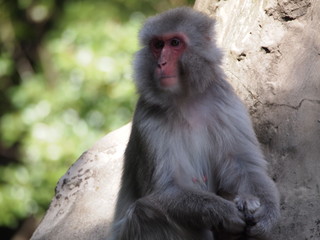 Macaque in Tokyo Zoo Japan