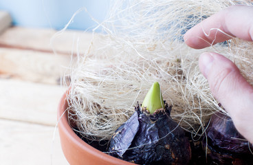 Forcing hyacinth bulbs