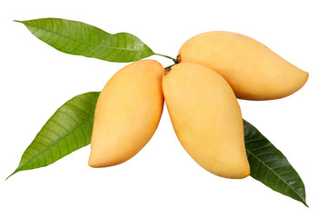 Ripe golden mangos with leaf .