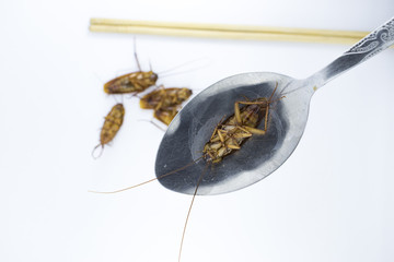 The dead cockroaches in a spoon with white background.