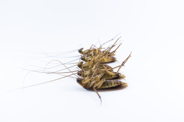 Group of dead cockroaches isolated on white background.