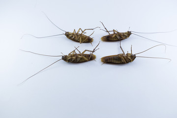  Group dead cockroach isolate on white background