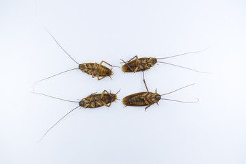  Group dead cockroach isolate on white background