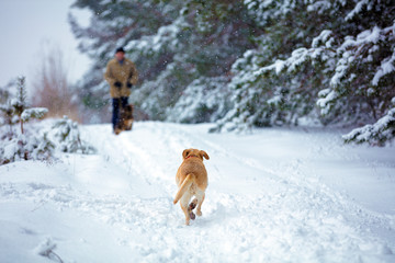 Labrador retriever dog runs along the snow-covered path along the forest to meet the owner