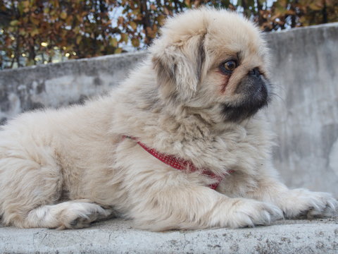 My beloved Pechinese SIMBA
