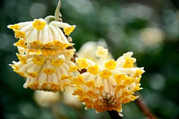Blüten des Japanischen Papierstrauches