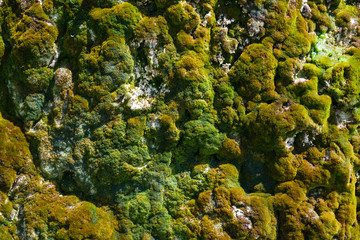 Close-up green beautiful moss on a wet rock cliff.