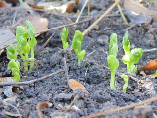 Brote Huerta