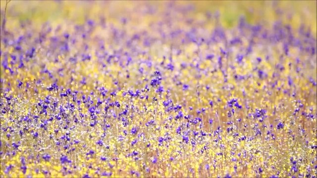 Utricularia delphinioides and Lentibulariaceae / Grass flower field found at Soisawan waterfall, Northeastern region of Thailand