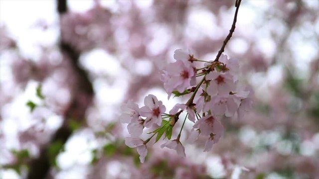 1247 Cherry Blossoms in Washington DC, Slow Motion 