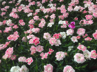 Colorful field of flowers