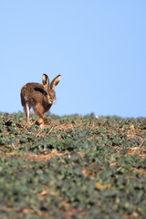 Single Brown Hare (Lepus europaeus) running towards camera, on the skyline
