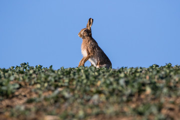 Fototapeta premium Single Brown Hare (Lepus europaeus) standing on hind limbs in profile on the skyline