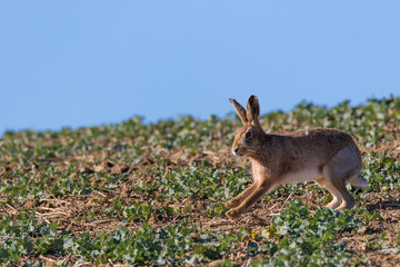Close up of Brown Hare (Lepus europaeus)  running from right to left